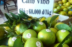 Giá cam Vinh trên thị trường