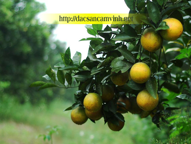 Những trái cam Vinh trĩu quả