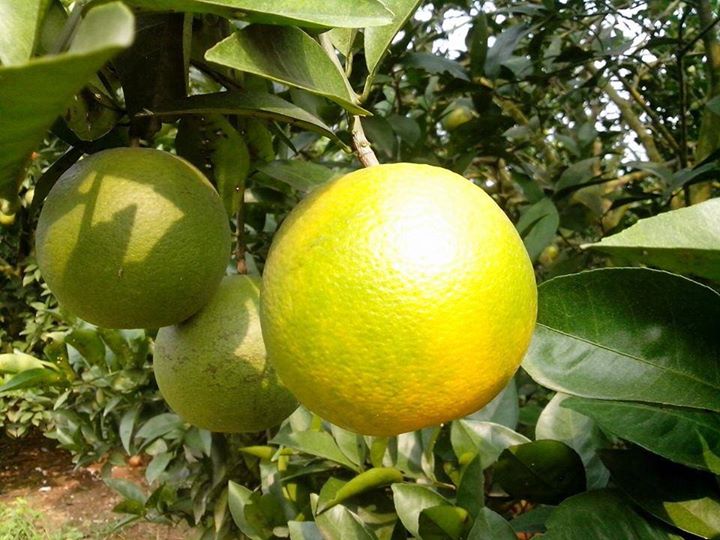 Mua Cam Vinh tại Sài Gòn