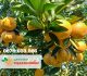 Những trái cam Vinh tại vườn Cam Thanh Hiền tháng 12/2019
