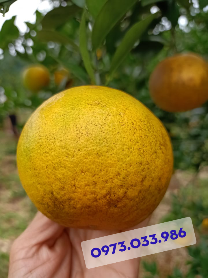 Cam Xã Đoài trung bình 4-5 quả/kg là chất lượng và được nhiều khách hàng lựa chọn. Những trái cam quá to thì thường có thể bị khô đầu